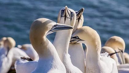 奥纳纳抵达土耳其,受到当地球迷的热情欢迎