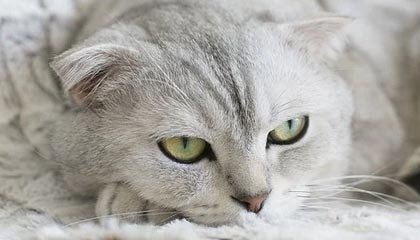 差点扩大比分！卡多索小禁区线上得球打门，侯森近距离救险